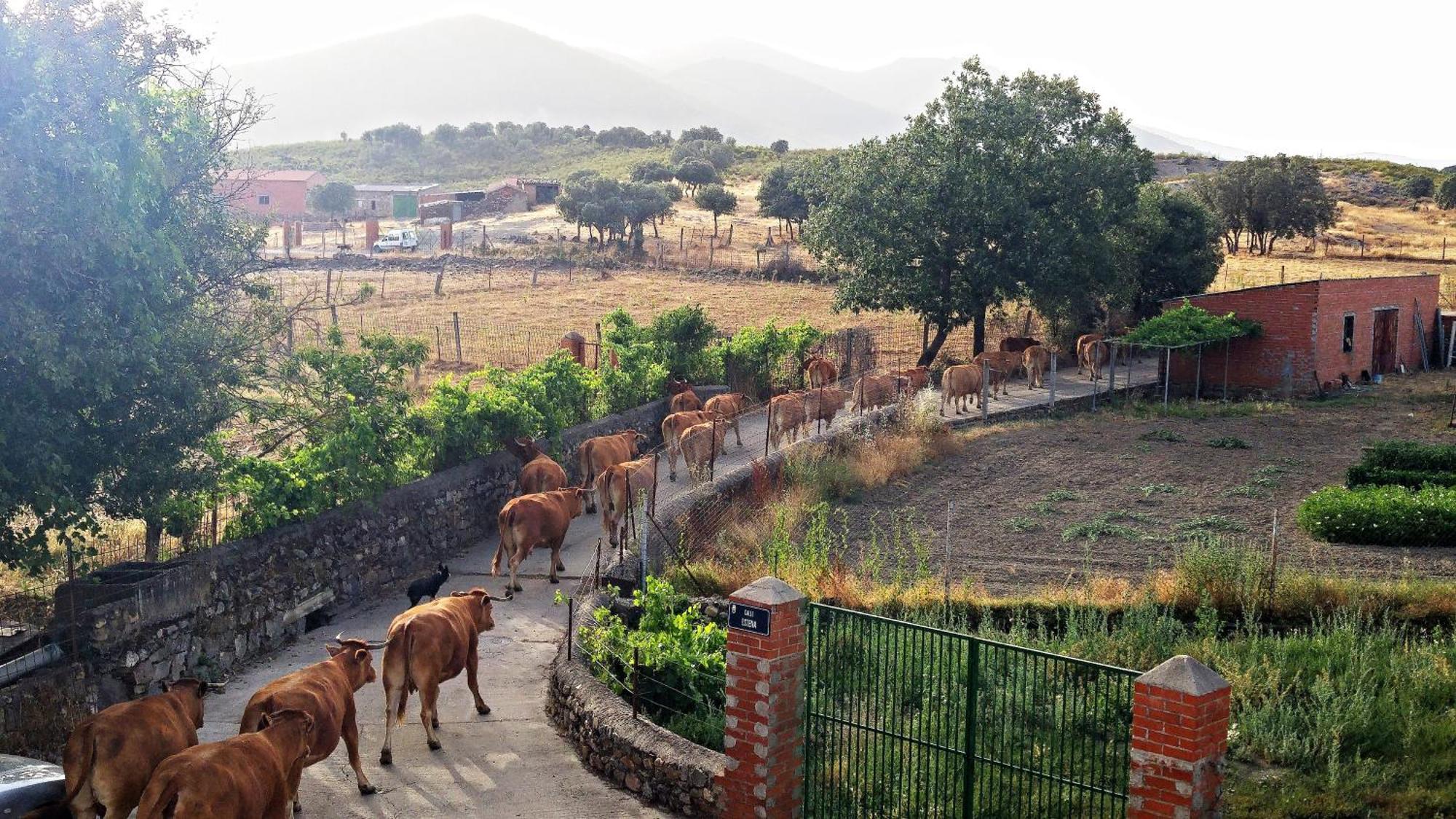 Casa Con Piscina En Parque Nacional De Cabaneros Navas de Estena Exterior foto